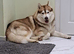 Siberian husky male for sale