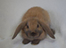 Microchipped Mini Lop Males