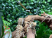 Rankins Dragons at Birmingham Reptiles