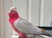 x2 PINK GALAH COCKATOOS