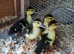 Muscovy ducklings
