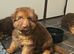 Liver German Shepherd puppies