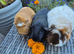 Beautiful Adult Guinea Pig Sows