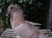 Turkish Pigeons for sale