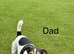2 beautiful Jack Russell puppies for sale