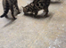 Stunning Bengal Kittens For Sale