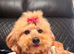 Pedigree toy poodle Molly