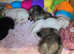 Lunas beautiful first litter