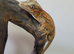 Gargoyle Gecko Red and Orange stripe Yellow base