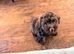 Cockerpoo/cavapoo pups &pound;1550 ONO ready to go