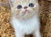 chunky cream exotic female