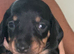 Dachshund