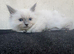Sunning ragdoll kittens