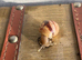 Giant African Land Snails (2 for £5)
