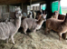 Alpacas