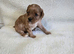 3 gorgeous Cavapoo boys.