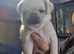 Pug puppy boy left