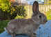Yellow Male Rabbit