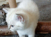Bsh.X Scottish fold colorpoint.