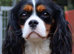 KC. Cavalier King Charles Spaniel from impeccable Champion Show Lines