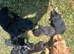 9 stunning Lakeland pups looking for their forever home
