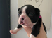 1 Exceptional Boston Terrier Pups - Outstanding Wildax & Skin Deep Bloodlines