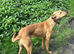 12 MONTH OLD LURCHER NEEDING NEW HOME