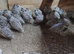 50 snow flake quails