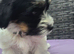 Puppies looking for loving owners!