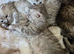 Persian kittens 1 silver girl , 3 silver boys, 2 golden boys