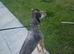 Wheaton whippet Saluki grey