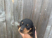 6 gorgeous miniature dachshunds