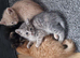lovely kittens