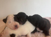 Patterjack puppies for sale