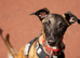 2 whippets boy pups