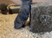 Two litters Giant pure bred French lop rabbits
