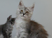 Stunning Maine coon kittens ( polydactyl)