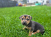 Jack Russell puppy