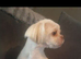 Female shihtzu