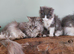 Ragcoon(Mainecoon x Ragdoll) 16 week kittens 2 female