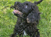Cockapoo puppies F1