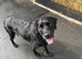 URGENT- 3 year old lab