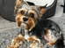 Yorkshire Terrier puppies