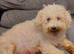 Cavapoo Puppies