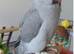 Looking for tamed ringneck under 8 months old
