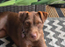 14 Month old Patterdale