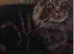 Stunning Snow Bengal x Mainecoon kitten
