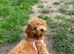red toy poodle