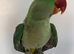 Hand tame Alexandrian parrot
