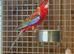 Rosella parrots